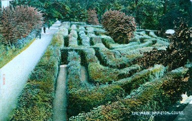 A general view of the maze, 1904-9, at Hampton Court Palace