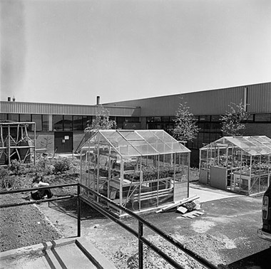 Greenhouses in the gardens of the Employment Rehabilitation Centre in Edgbaston. 1973-1979. 