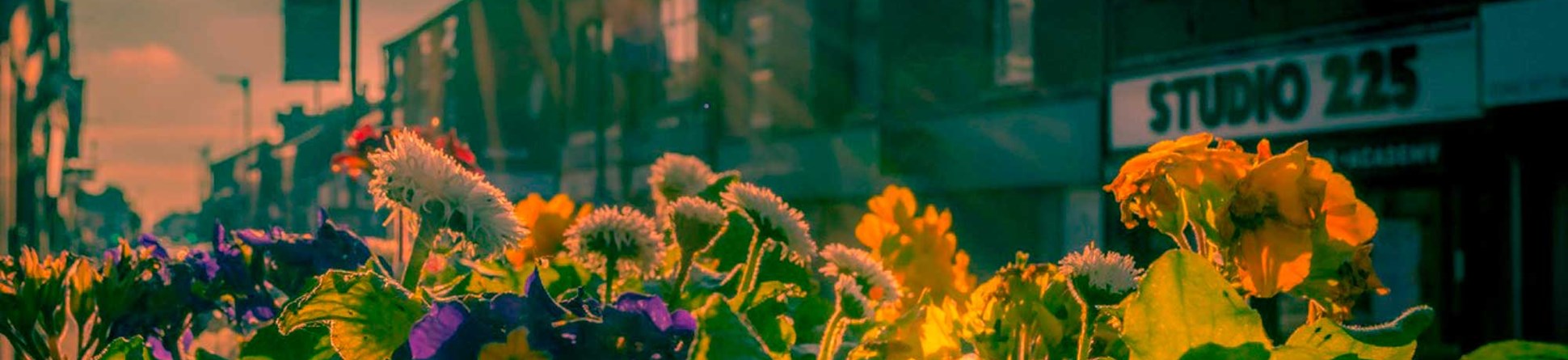 Flowers in a flower box on a high street with the sun setting behind it.